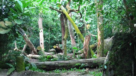 Sun Bear habitat, Singapore Zoo - ZooChat