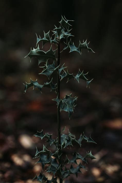 How to Grow Winterberry Holly (Care Guide) - Gardenisms