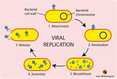 Viral Infection - Viral Structure - Viral Replication - TeachMePhysiology