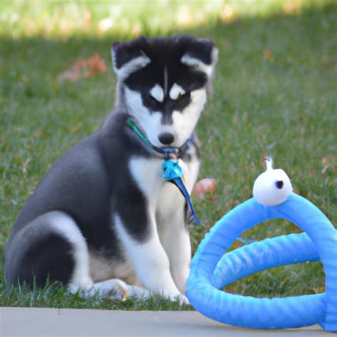 Huskador Breeders: Find Your Perfect Puppy