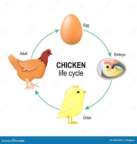 Life Cycle of a Chicken stock vector. Illustration of bird - 90054699