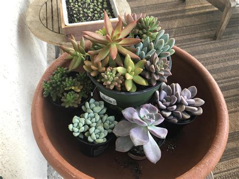 New friends from Home Depot! : r/succulents