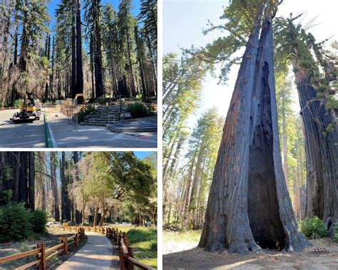 Big Basin Redwoods State Park Reopens July 22 with Reservation-Only Day-Use Access