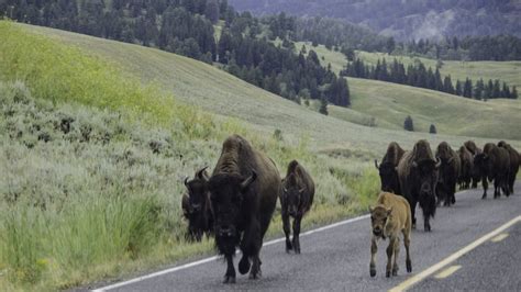 Bison Herd in Yellowstone National Park | Smithsonian Photo Contest | Smithsonian Magazine