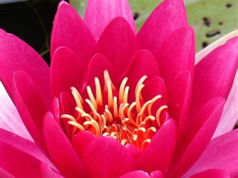 Red Waterlily, pond, red, water-lily, close-up, garden, HD wallpaper | Peakpx