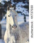 Dappled Gray Horse Free Stock Photo - Public Domain Pictures