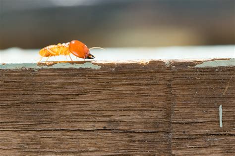 Termites Pest Control & Prevention In Houston TX | Hartz Pest Control