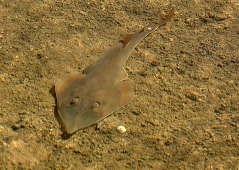 Giant Shovelnose Ray | Project Noah