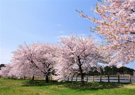 Cherry Blossoms | Shirakami Sanchi | Visit Shirakami Tread new ground