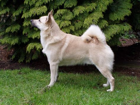 Norsk Buhund - BURVET - Bursa Veteriner Kliniği