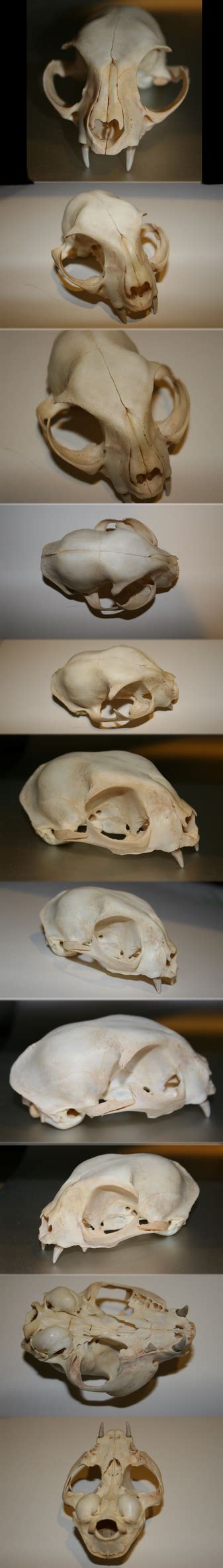 Domestic Cat Skull by Earldense on DeviantArt