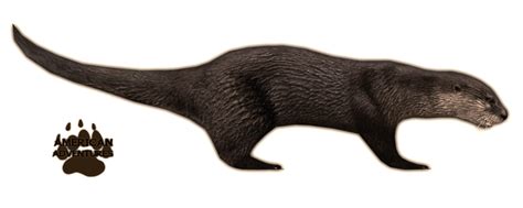 Otter PNG Images Transparent Free Download