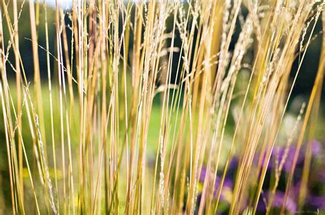 The Best Ornamental Grasses for Fall Color