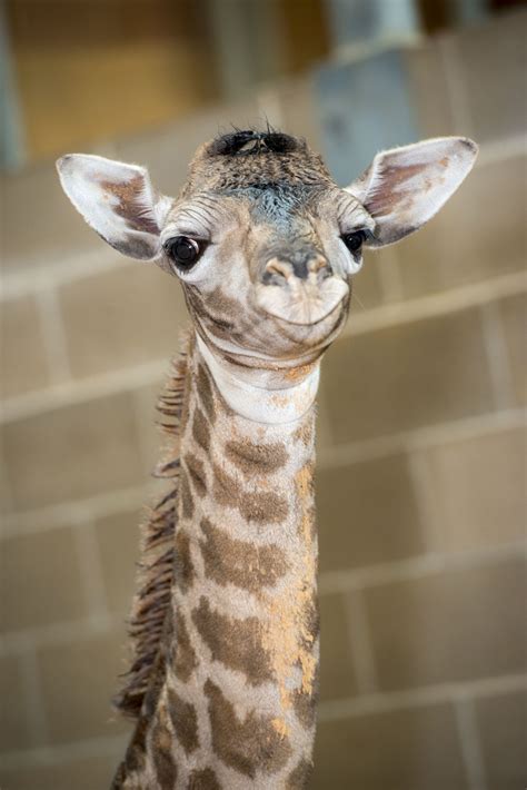 Male giraffe and two calves | fresh, teeny-tiny giraffe at the Houston zoo… | Houston zoo, Baby ...