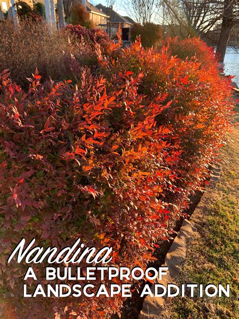 Nandina – A Bulletproof Landscape Addition — Hall | Stewart Lawn & Landscape