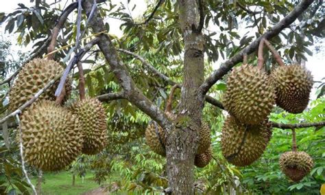 Wisata Kebun Durian Montong Lampung Barat - Wartaniaga.id