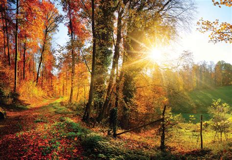 Sunrise In Autumn Forest(12108WM) – Tapeedikodu.ee