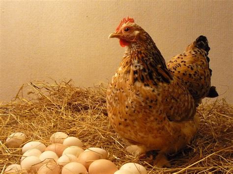 40 AMAZING Facts About Chickens You Might Not Know | Egg laying chickens, Laying chickens ...