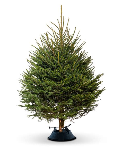 Norway Spruce Real Christmas Tree - ChristmasTrees.co.uk