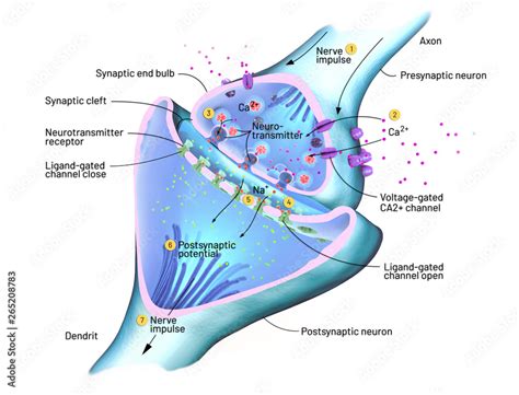 Cross section of a synapse or neuronal connection with a nerve cell ...