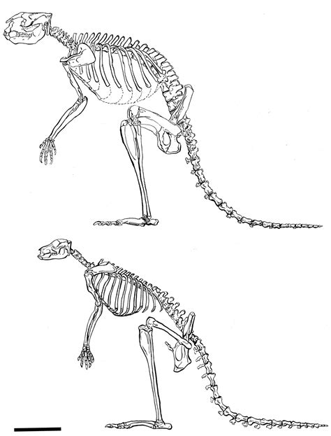 Kangaroo Muscle Structure