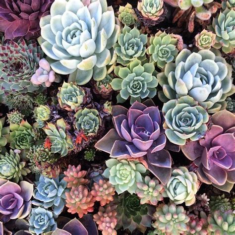 Design Your Own Succulent Garden | State Fair of Texas