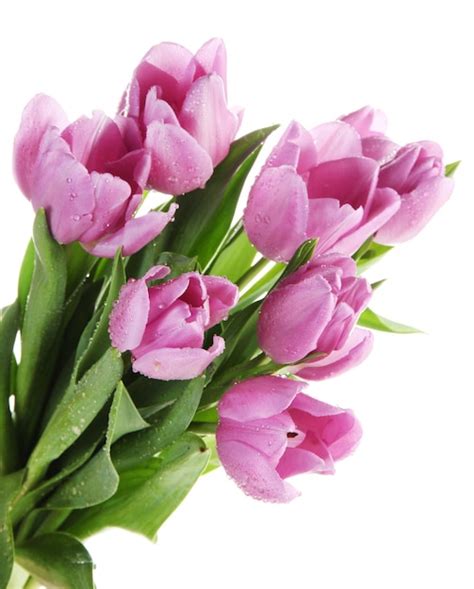 Premium Photo | Beautiful bouquet of purple tulips, isolated on white