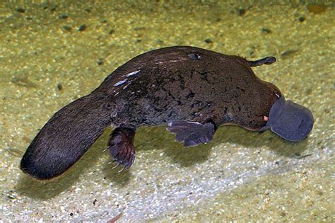 File:Platypus.jpg - Wikipedia