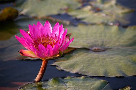 Bunga Teratai Di Taman Kolam Raksasa Oriental Foto Latar belakang Dan Gambar Untuk Download ...