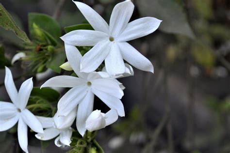 Growing Fragrant Jasmine Indoors | Jasmine plant, Jasmine flower ...