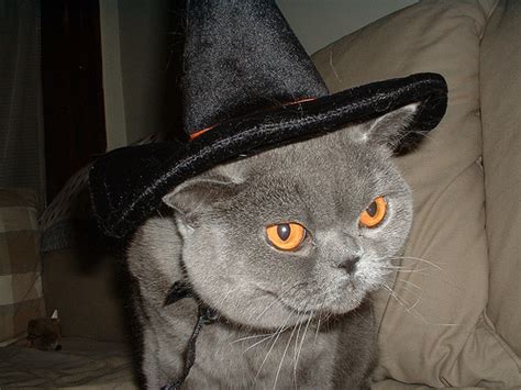 Funny Image Collection: Cat Halloween Funny Pics with Funny Captions!