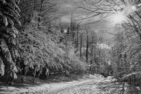 Black and White snow forest image - Free stock photo - Public Domain ...