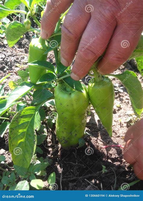 Harvest Peppers and Gardener`s Handstwo Green Peppers Stock Photo ...