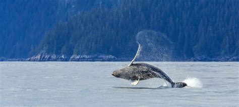 Wildlife Moments on a Cruise to Alaska