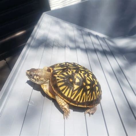 Spotted Turtle For Sale - Buy Spotted Turtle - Adopt Spotted Turtle Now