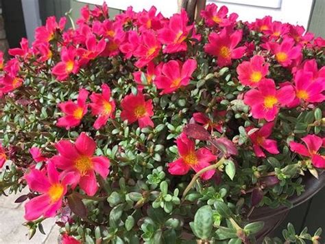 29 Different Types of Portulaca Varieties | Balcony Garden Web