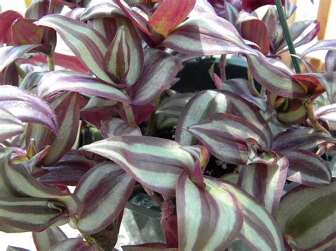 Houseplant ~ PURPLE WANDERING JEW ~ Magnificent!