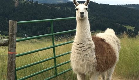 Llamas Make Great Small-Farm Livestock - Hobby Farms