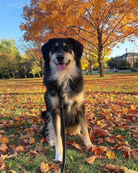 Facts you need to know about the Border Collie Golden Retriever mix ...