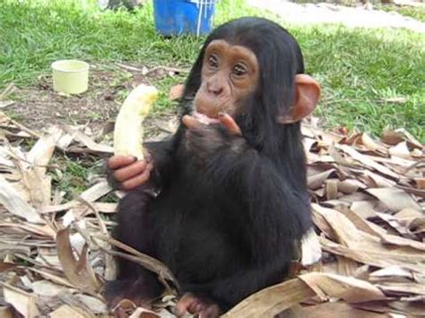 42 best ideas for coloring | Baby Chimpanzee Eating A Banana