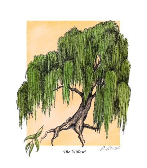 Celtic Birth Trees - Willow | Galhos de árvores, Desenho, Artes