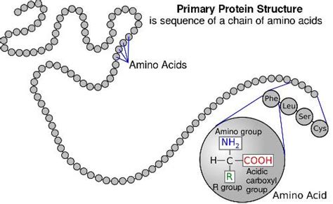 Biology for Kids: Proteins and Amino Acids