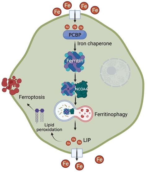 Metabolites | Free Full-Text | The Role of Ferritin in Health and ...