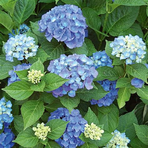 Hydrangea macrophylla Endless Summer® | Planting hydrangeas, Hydrangea macrophylla, Hydrangea care