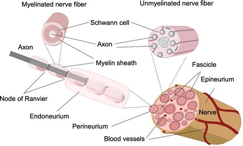 Frontiers | Biomimetic Approaches for Separated Regeneration of Sensory ...