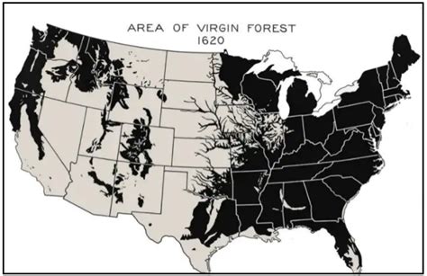 How Ancient Trees Created America - Activist Post