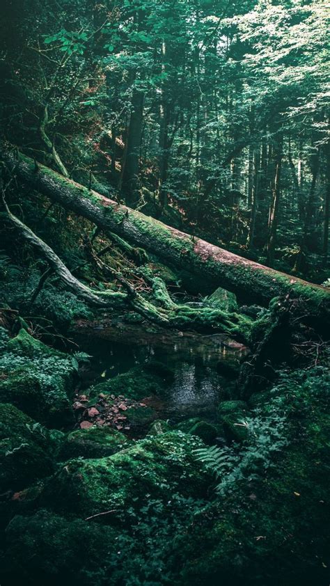 Adorable Aesthetic Forest Wallpaper | Dark green aesthetic, Dark forest aesthetic, Green scenery