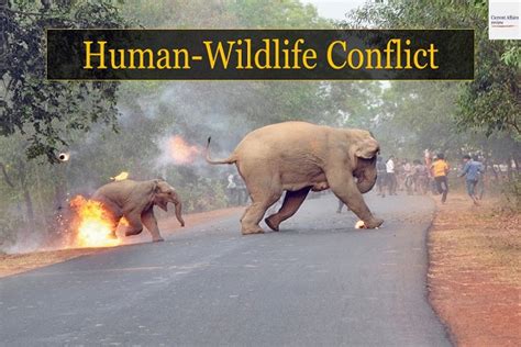 Human wildlife conflict - Daily Excelsior