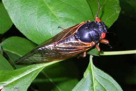 The Cicadas Are Coming. Here's How To Help Track Them | news - Indiana ...