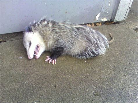 Opossum Medicine The Art of Stalking 4 Doowans Awareness